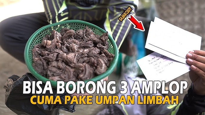 Galatama Lele: Rahasia Pagi-Pagi di Tengah Sawah Cilacap